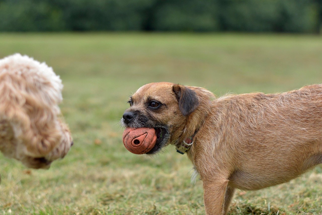 They Show Jealousy (image credits: pixabay)