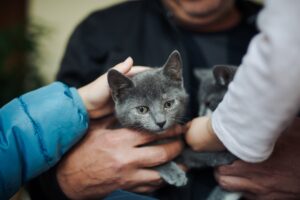8 Ways Cats Say They're Lonely—and 7 Simple Solutions