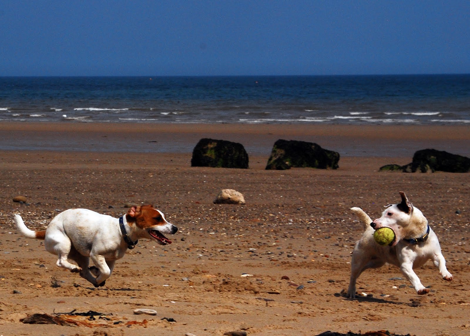 Jack Russell Terrier – Obstacle Courses and Chase Games (image credits: wikimedia)