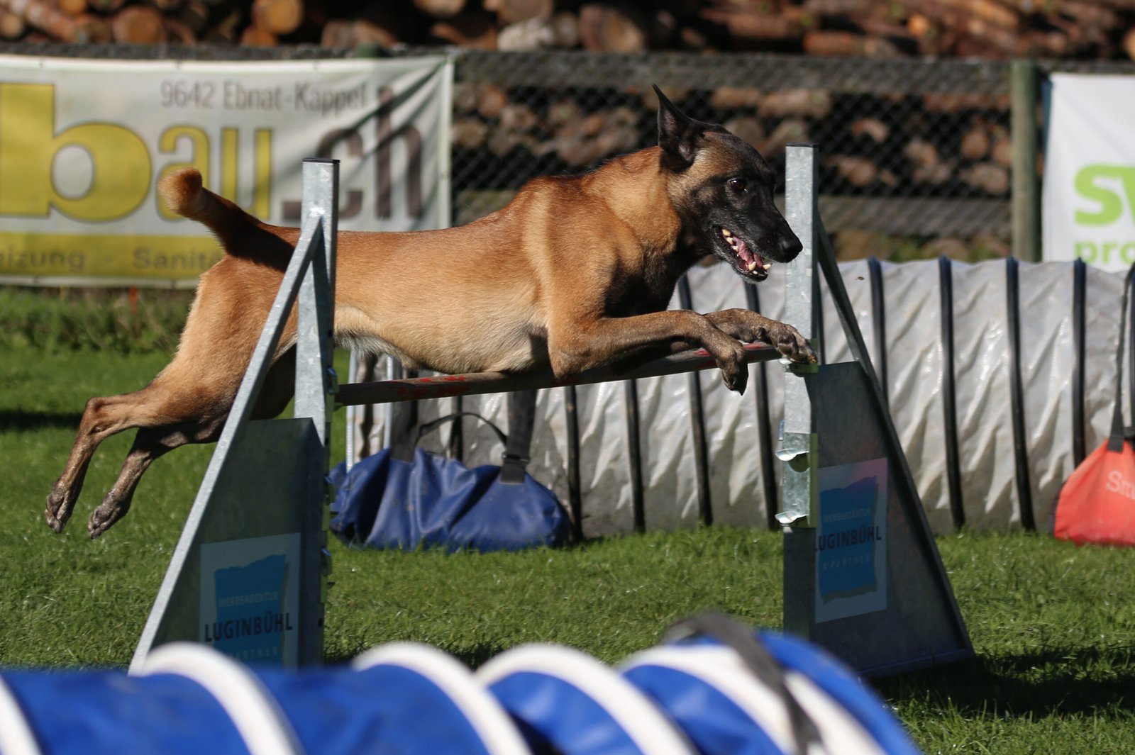 Belgian Malinois – Protection Sports and Adventure Hikes (image credits: wikimedia)