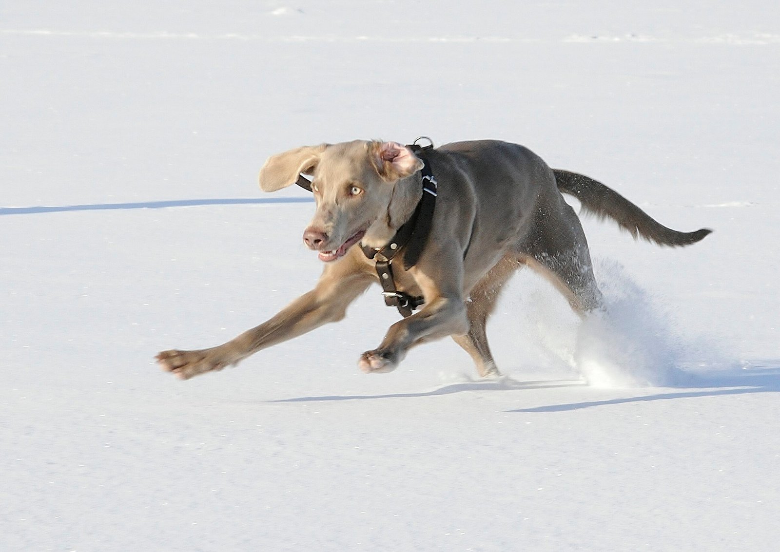 Weimaraner – Tracking, Jogging, and Exploring (image credits: wikimedia)