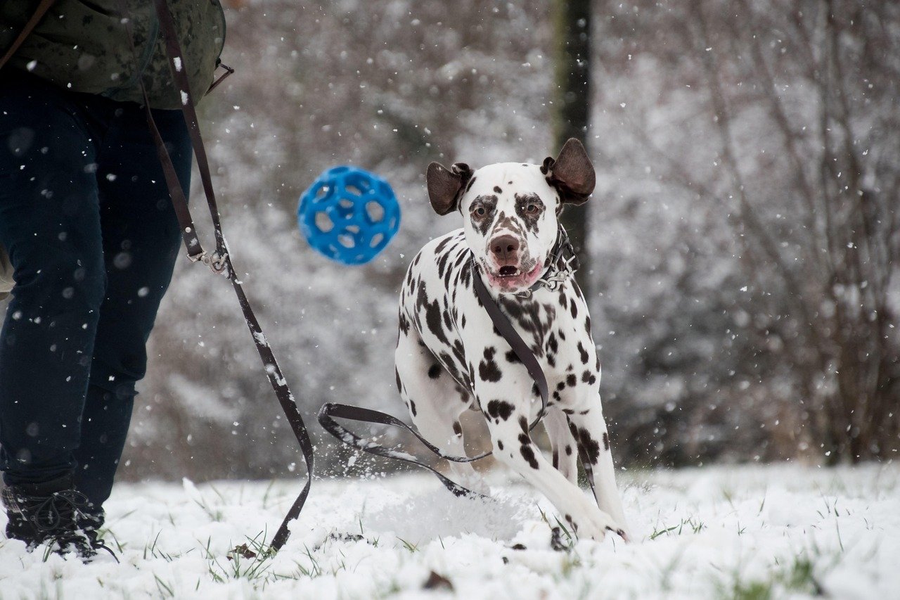 Dalmatian – Running, Biking, and Agility (image credits: pixabay)