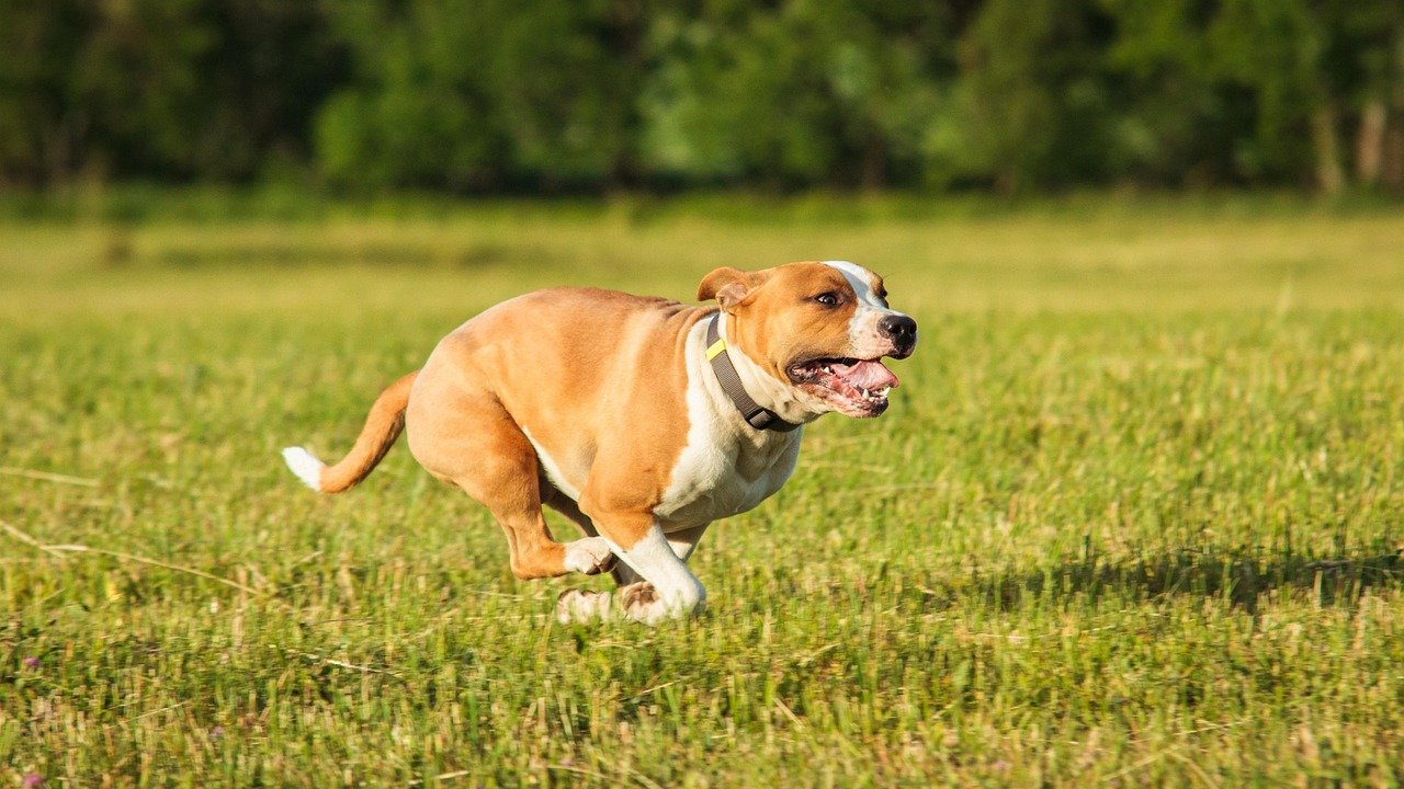Staffordshire Bull Terrier – Tug-of-War, Running, and Agility (image credits: pixabay)