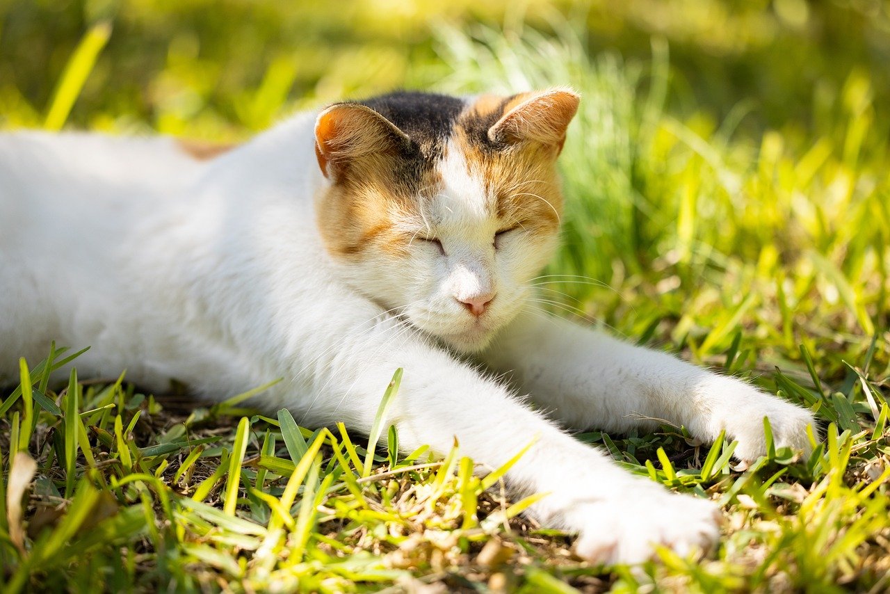 They Purr Loudly Around You (image credits: pixabay)