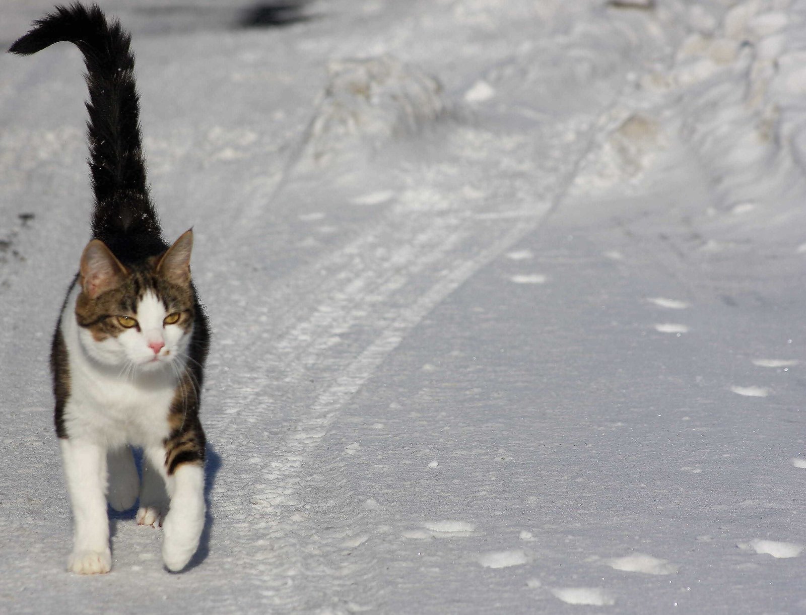 They Show Their Tail Straight Up (image credits: wikimedia)