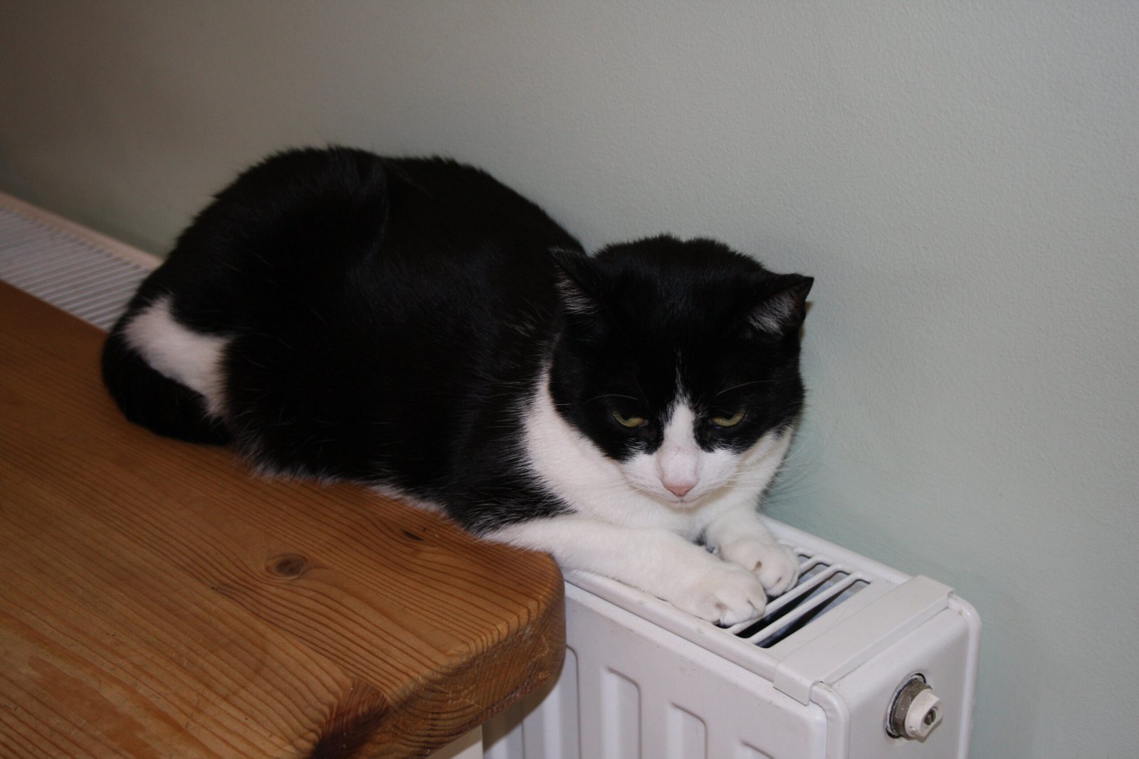 They Become Destructive (image credits: wikimedia)