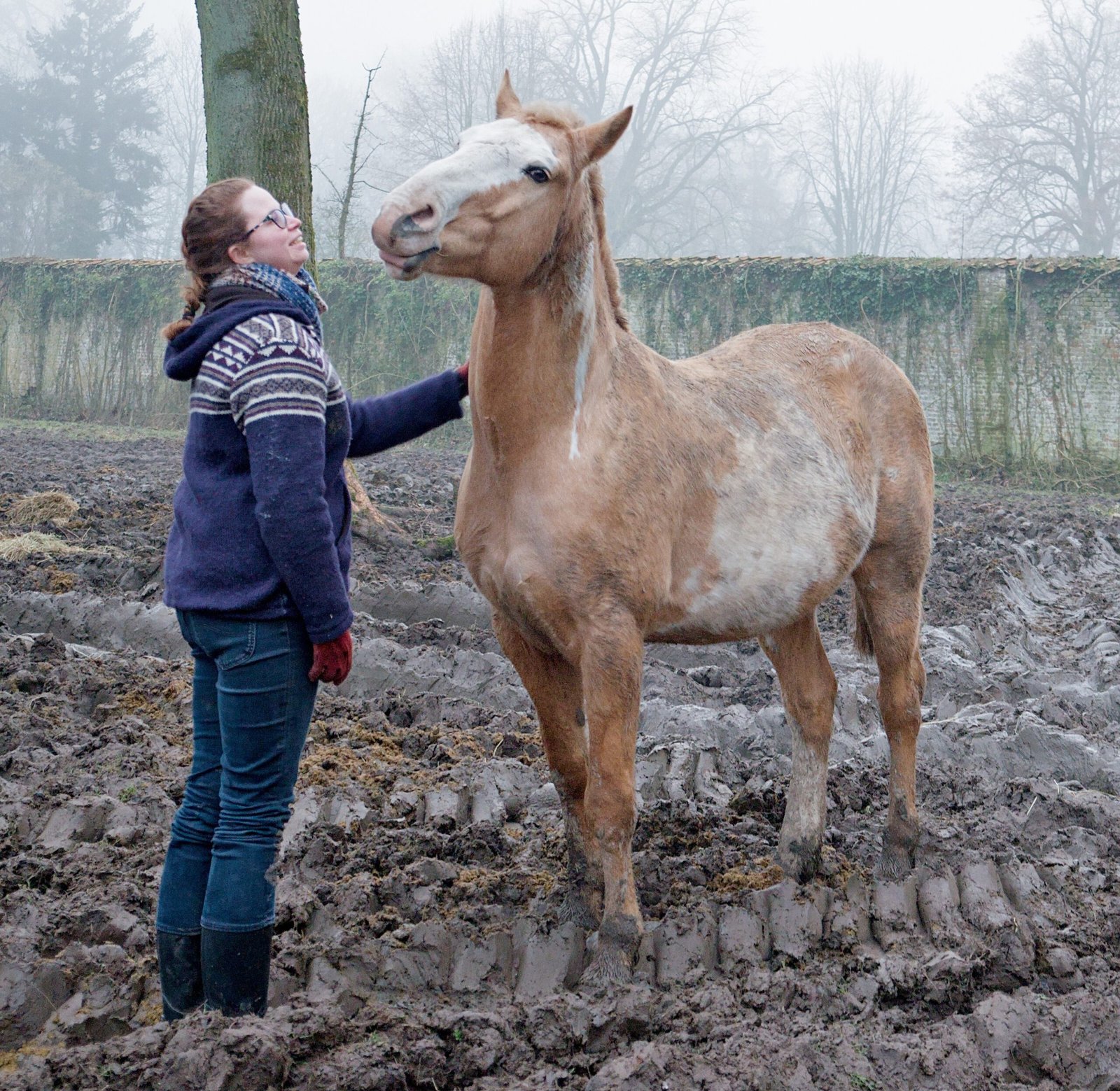 Your Horse Follows You Without a Lead (image credits: wikimedia)