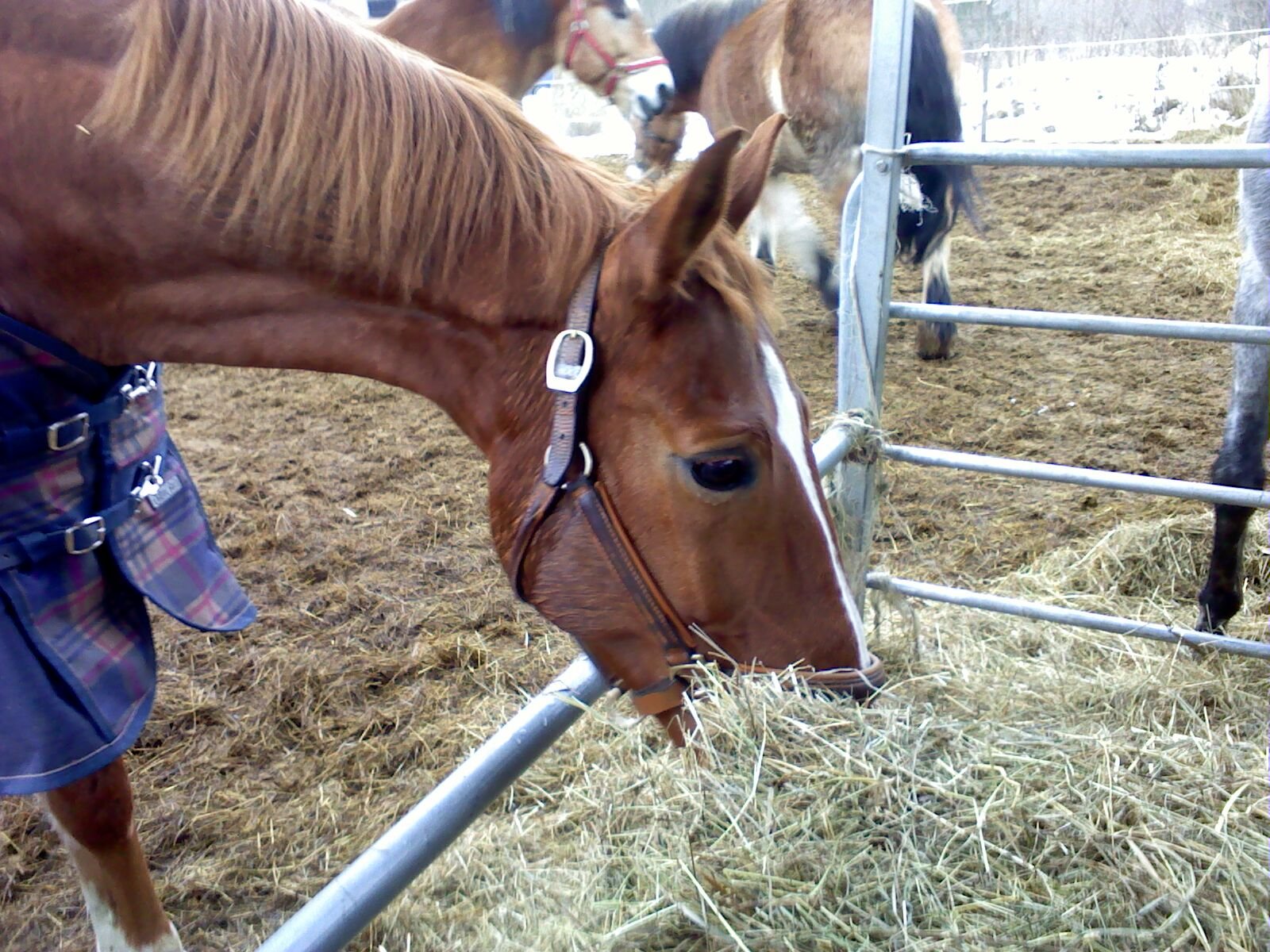 Your Horse Eats and Drinks Comfortably in Your Presence (image credits: wikimedia)
