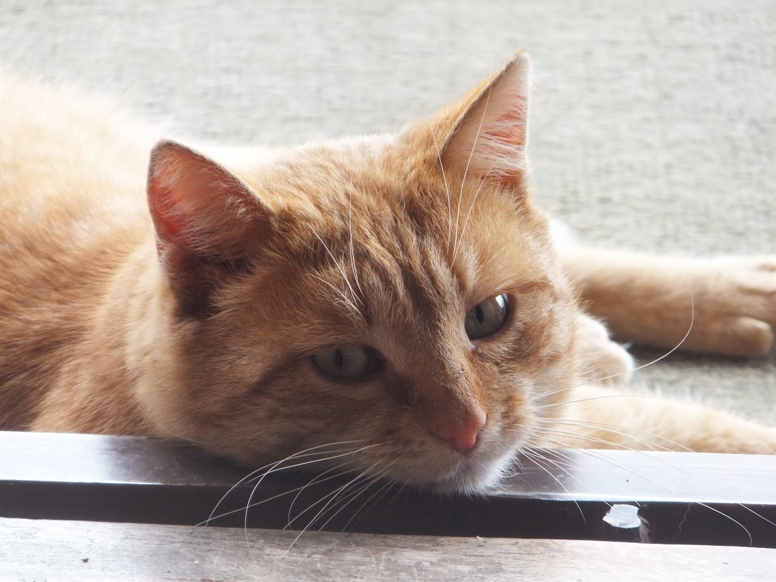 15 Signs Your Cat Sees You as Family