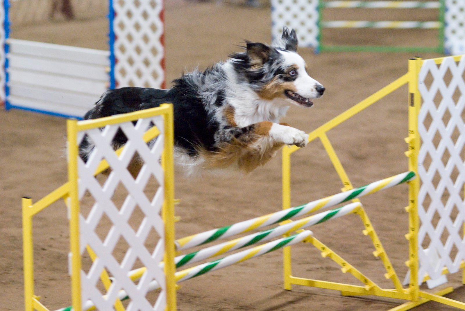 Australian Shepherd (image credits: wikimedia)