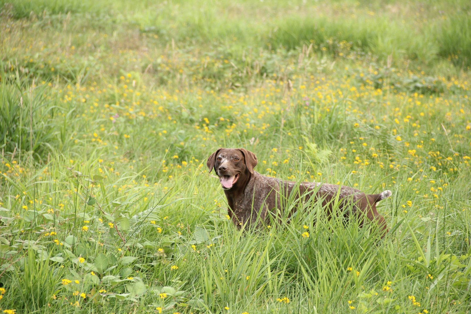German Shorthaired Pointer (image credits: wikimedia)