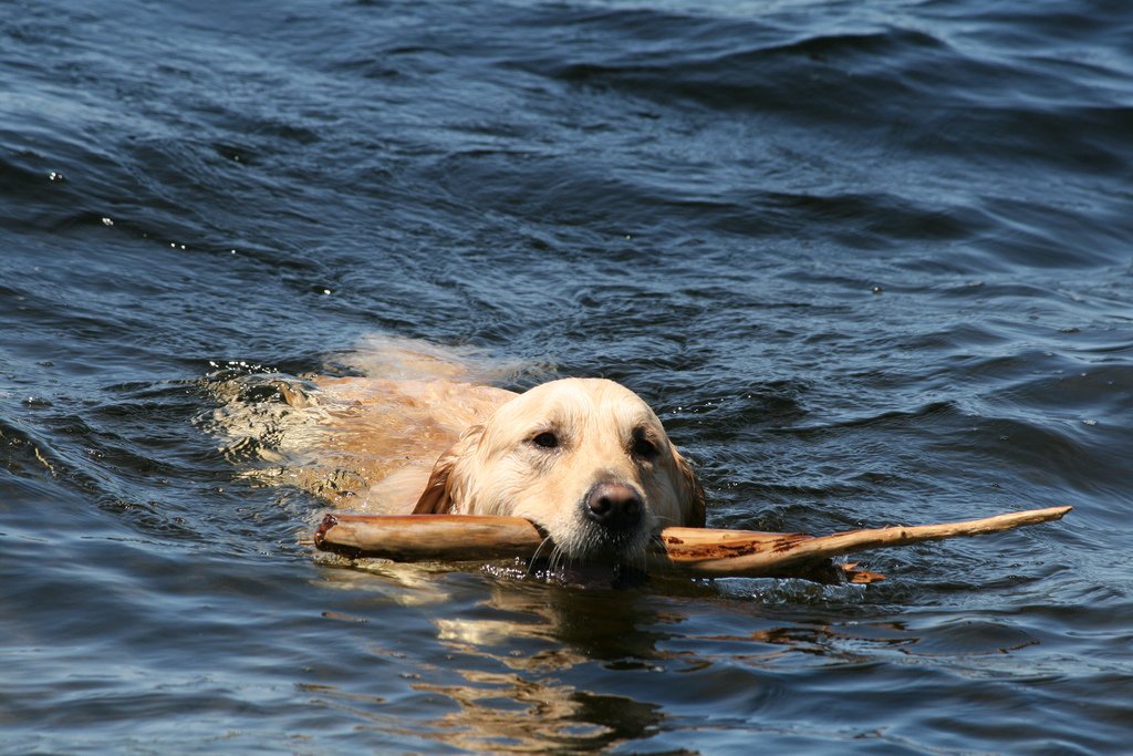 Labrador Retriever (image credits: wikimedia)
