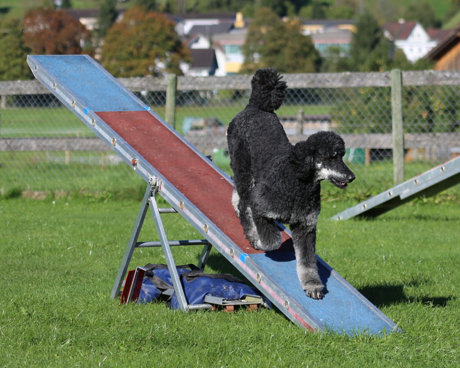 Standard Poodle (image credits: wikimedia)