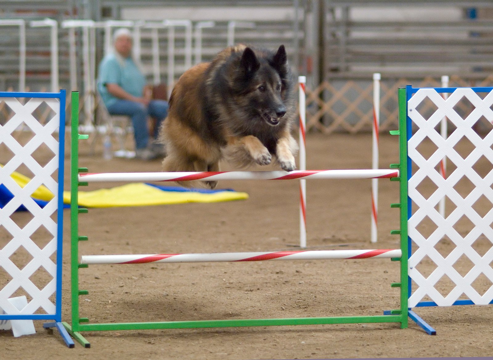 Belgian Tervuren (image credits: wikimedia)