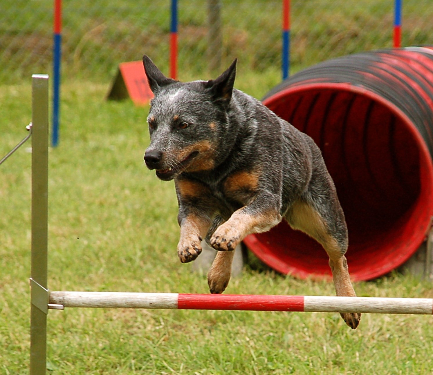 Australian Cattle Dog (image credits: wikimedia)