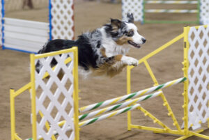 20 Dog Breeds with Surprising Athletic Abilities
