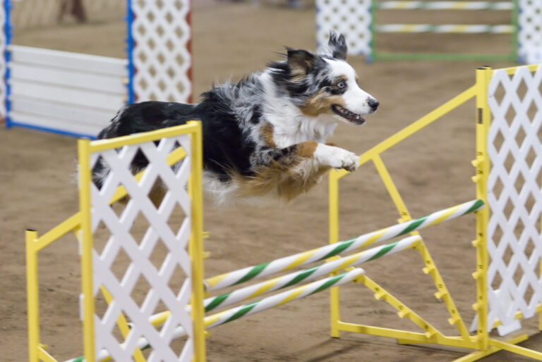 20 Dog Breeds with Surprising Athletic Abilities