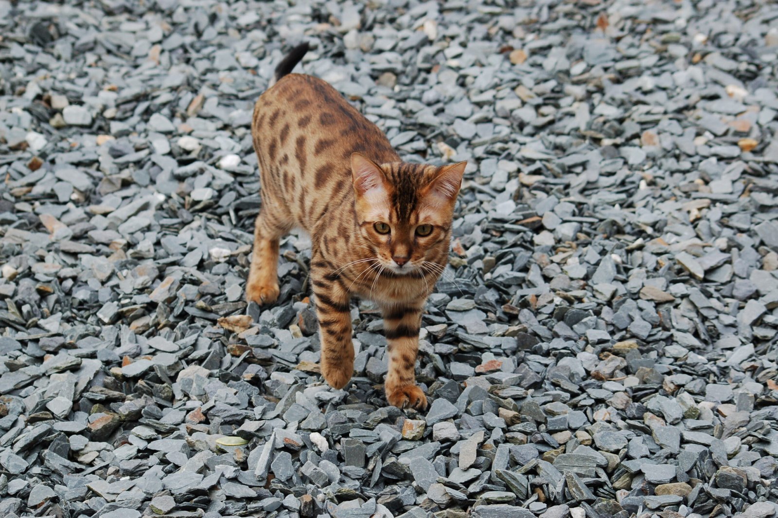 Restless Pacing and Nighttime Zoomies (image credits: wikimedia)