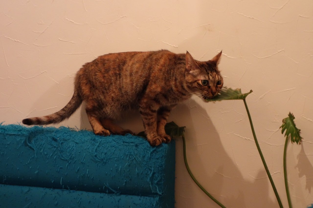 Destructive Behavior and Chewing (image credits: wikimedia)