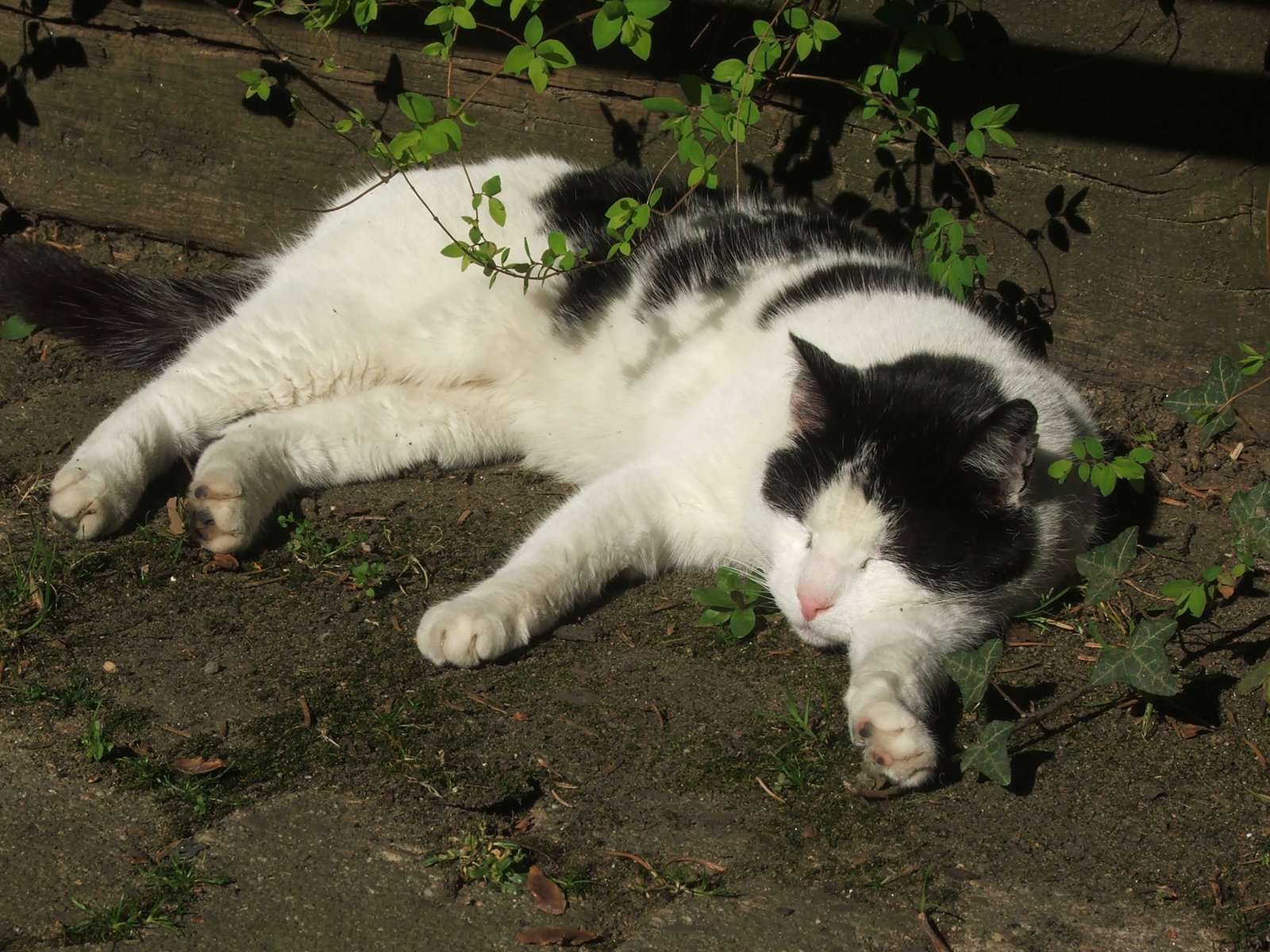 Weight Gain and Lethargy in Young or Active Cats (image credits: wikimedia)