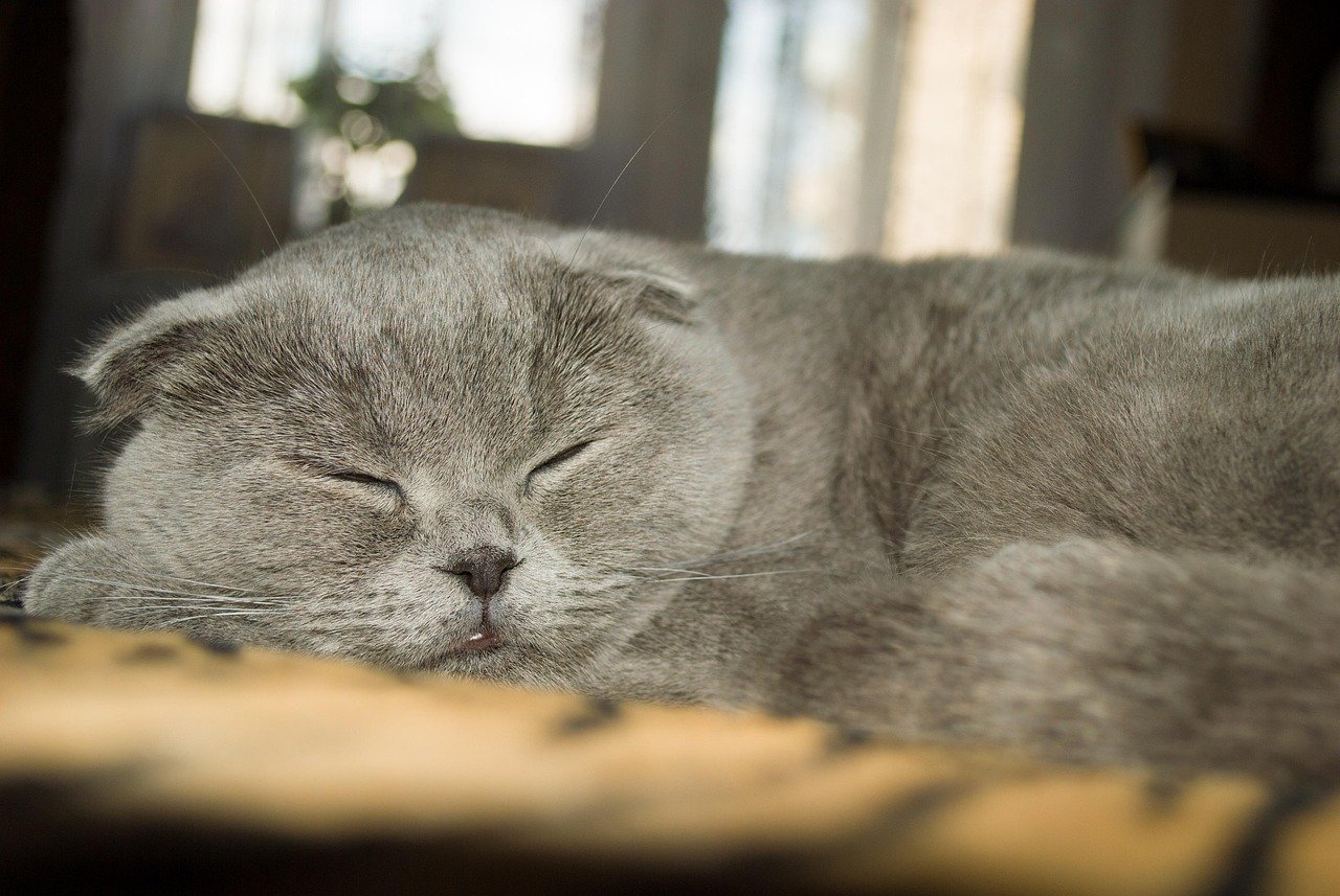 Scottish Fold: The Quiet Dreamer (image credits: pixabay)