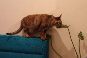 4 Signs Your Cat Needs More Play—and 4 Breeds Content to Nap All Day