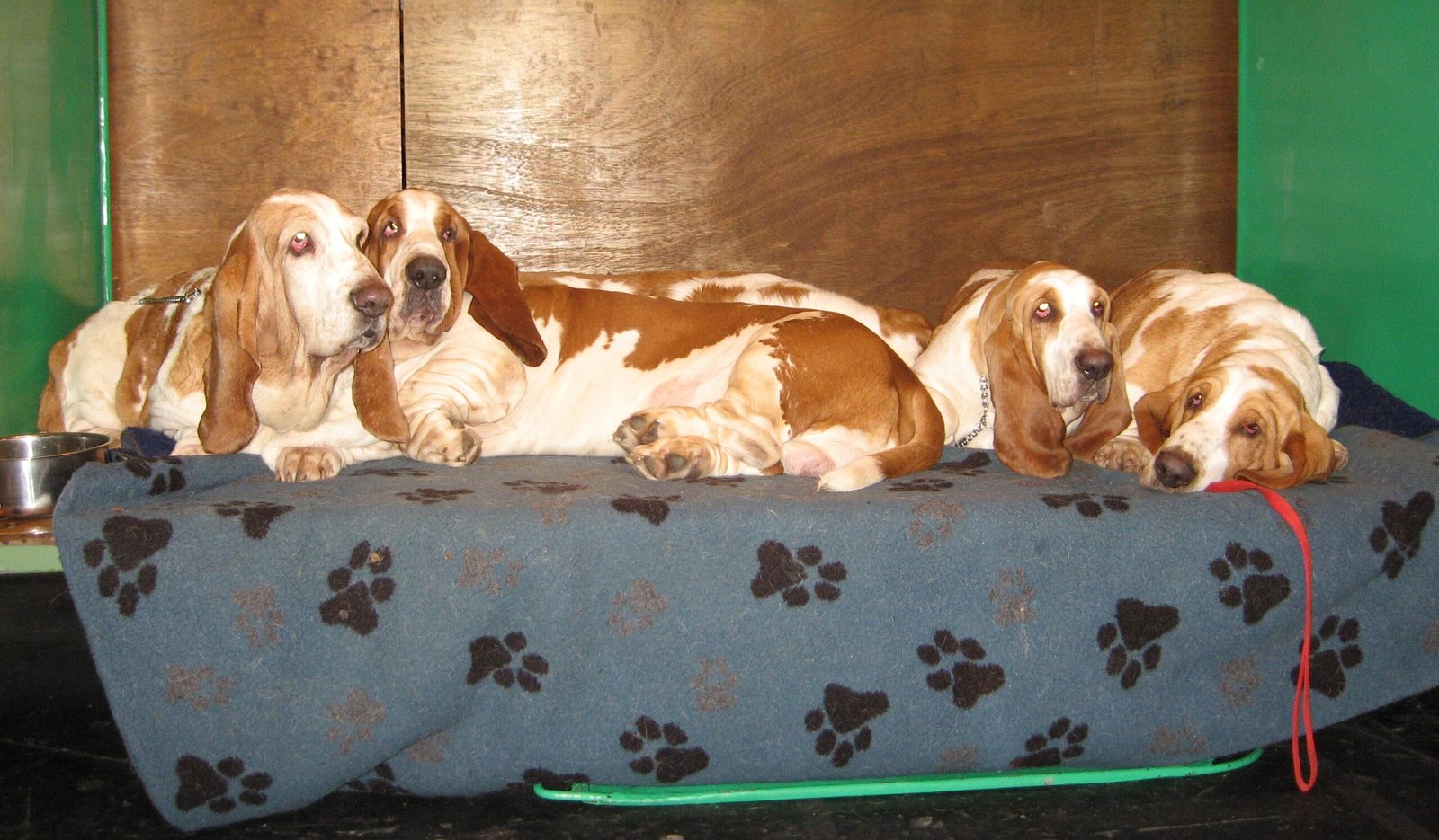Basset Hound: The Laid-Back Couch Potato (image credits: wikimedia)