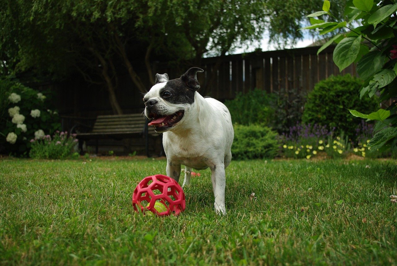 Boston Terrier: The Gentleman’s Choice (image credits: pixabay)