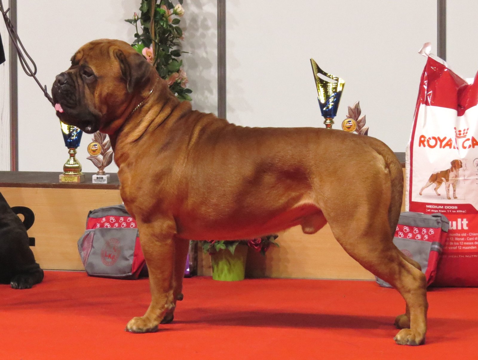 Bullmastiff: The Gentle Guardian (image credits: wikimedia)