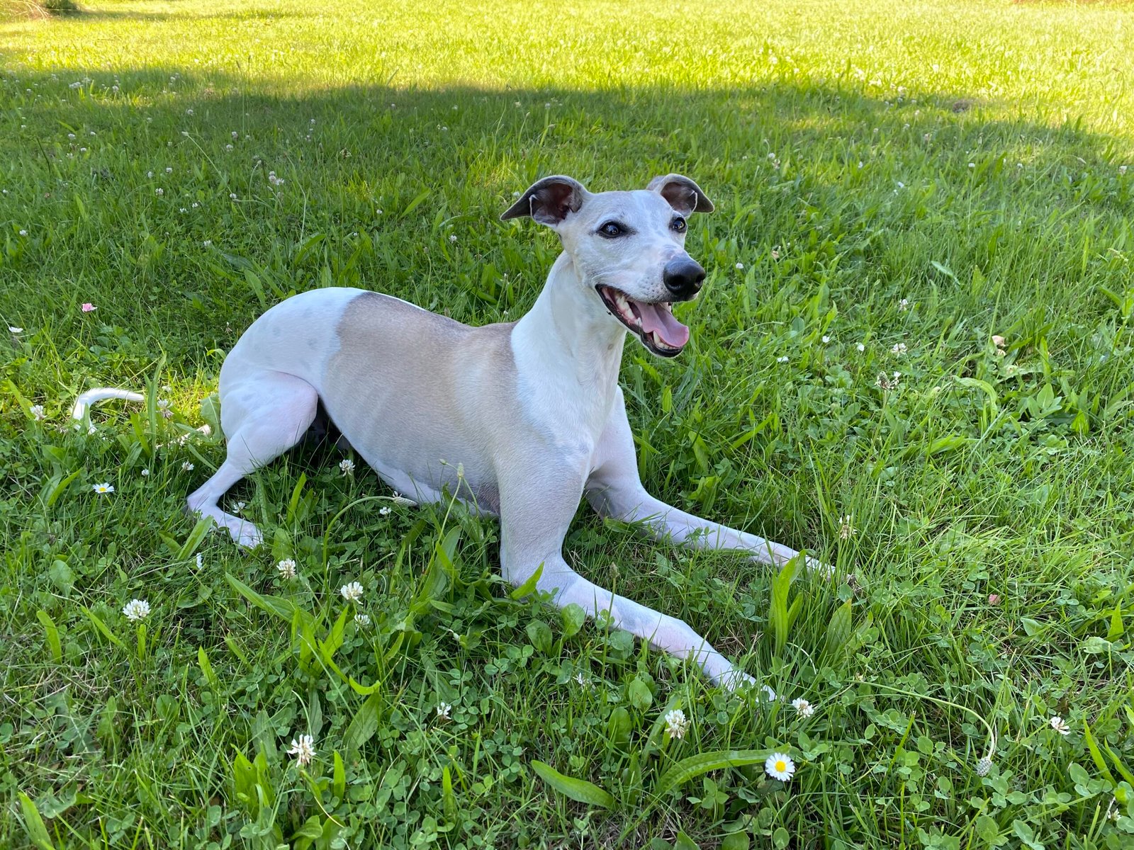 Whippet: The Low-Key Athlete (image credits: wikimedia)