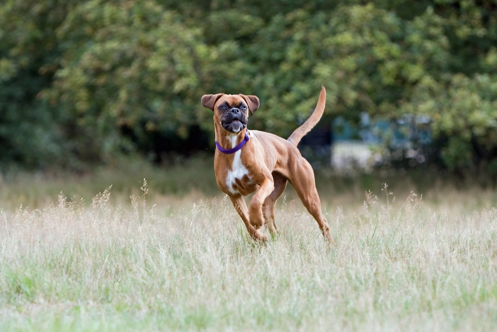 Boxer: The Happy-Go-Lucky Playmate (image credits: rawpixel)