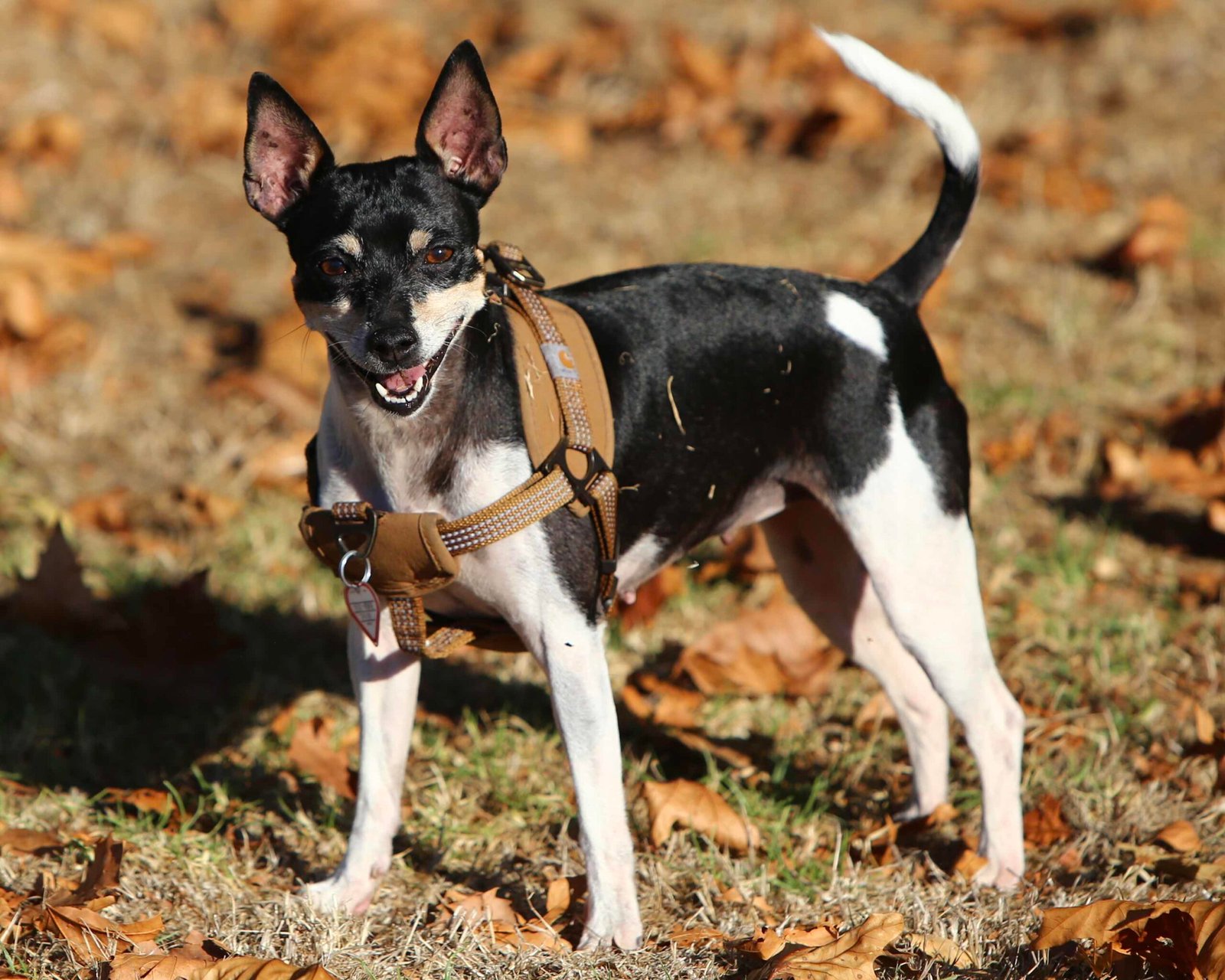 Rat Terrier: The Versatile Helper (image credits: wikimedia)