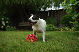 20 Dog Breeds That Are Surprisingly Low-Maintenance (and Why They're Great Pets)