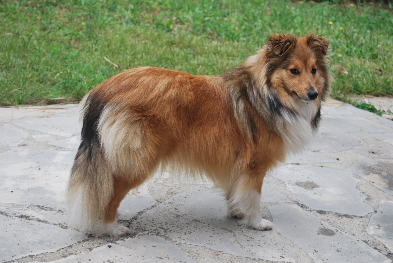Shetland Sheepdog (image credits: wikimedia)
