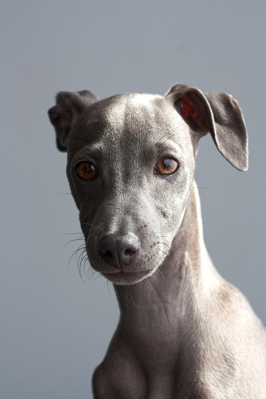 Italian Greyhound (image credits: pixabay)