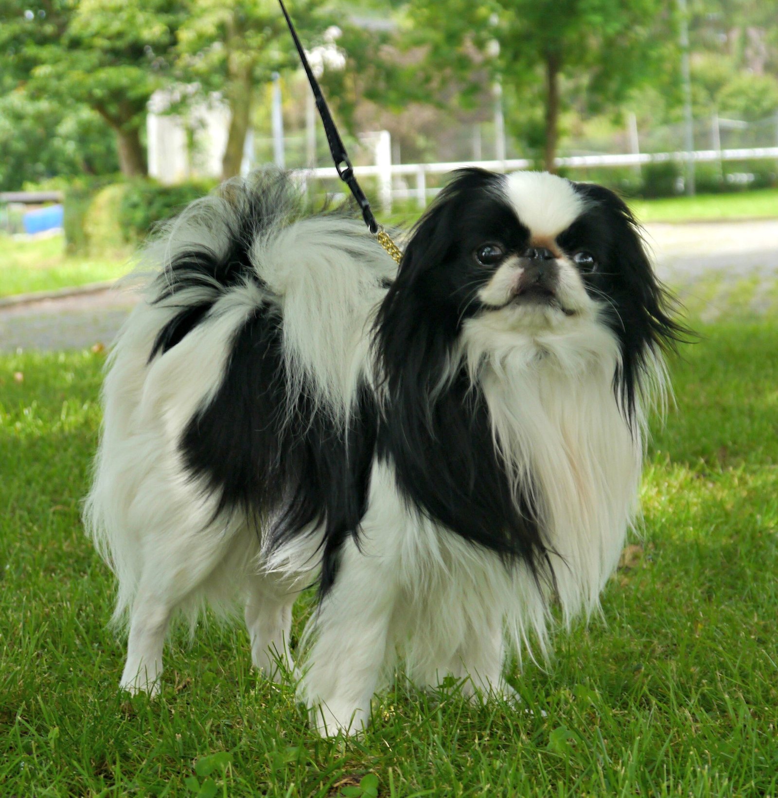 Japanese Chin (image credits: wikimedia)