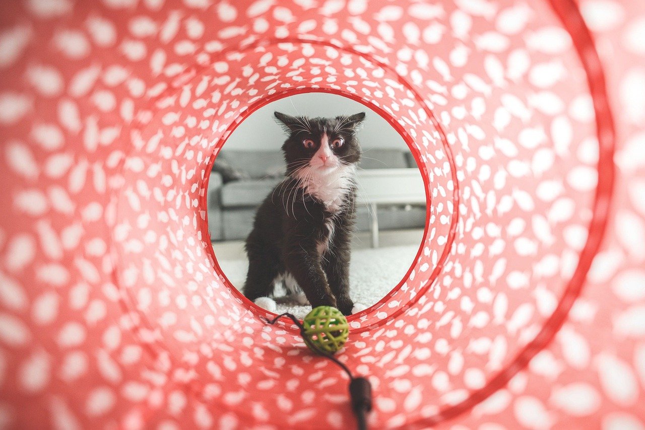 Playtime Adventures (image credits: pixabay)