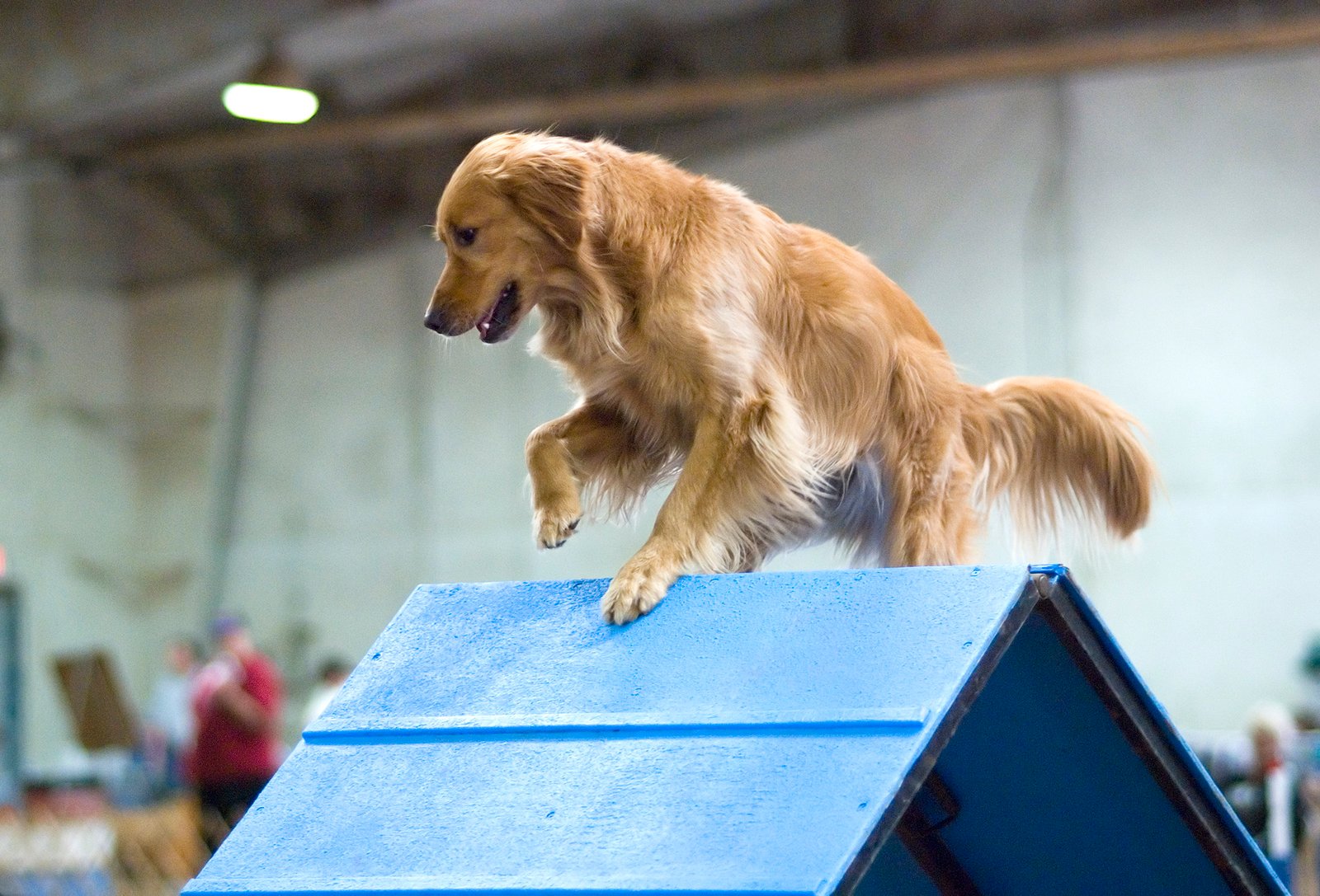 Golden Retriever (image credits: wikimedia)