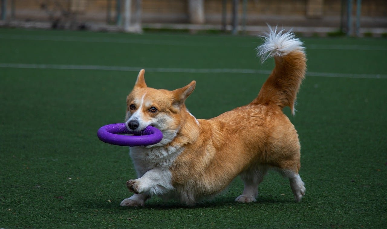 Pembroke Welsh Corgi (image credits: pixabay)