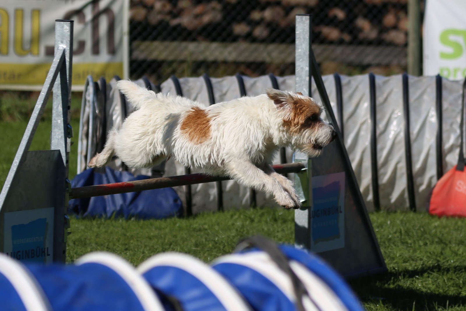 Parson Russell Terrier (image credits: wikimedia)
