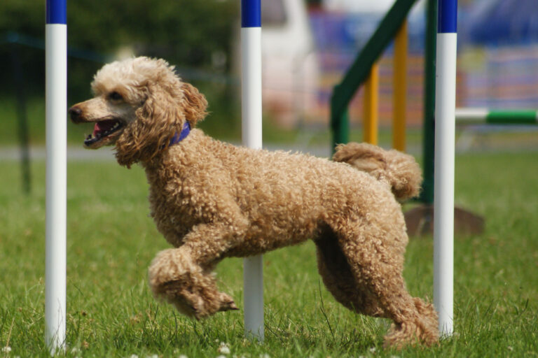 20 Dog Breeds That Excel at Agility and Why They're Born for Competition