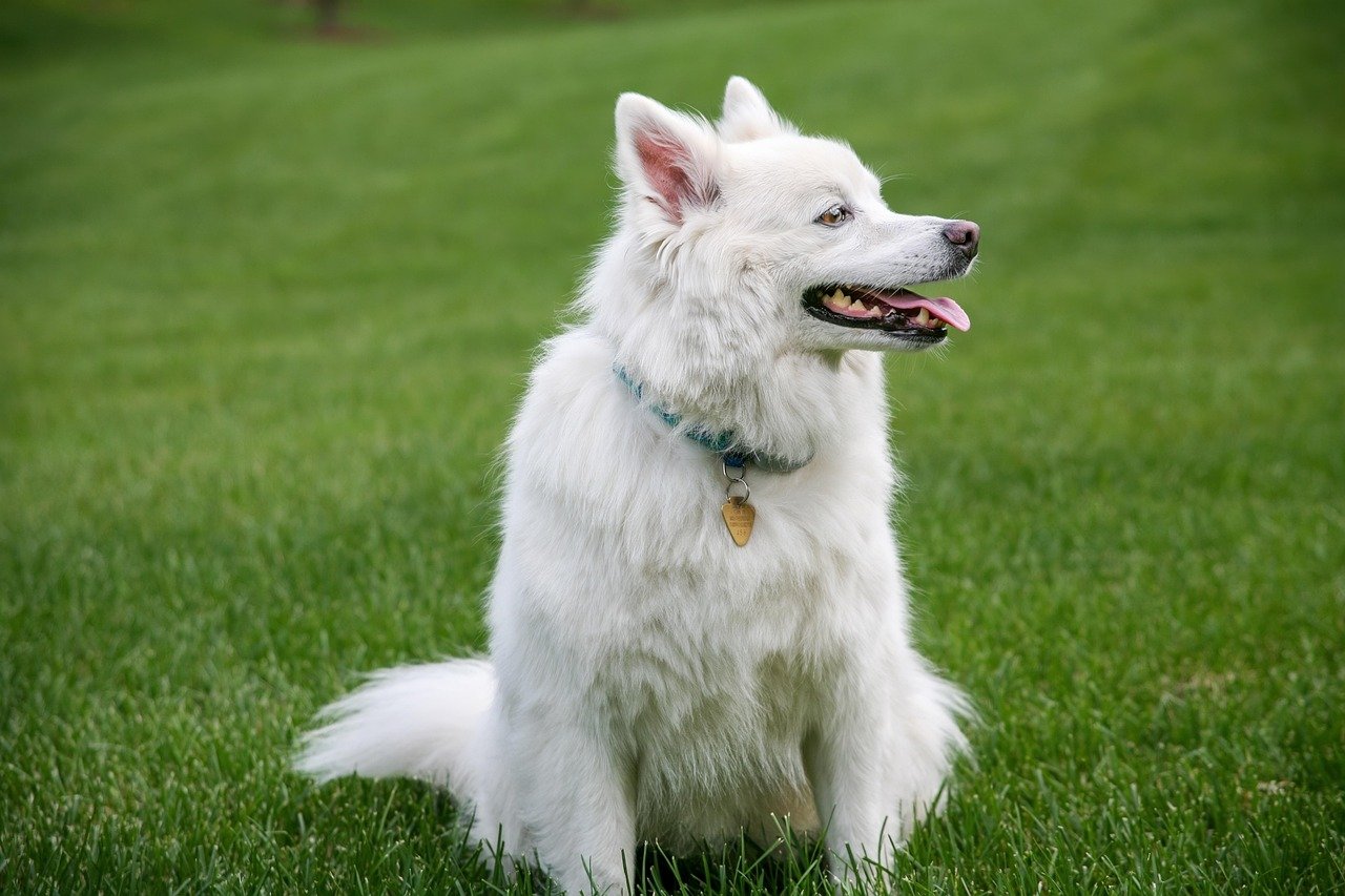 American Eskimo Dog: The Vocal Companion (image credits: pixabay)