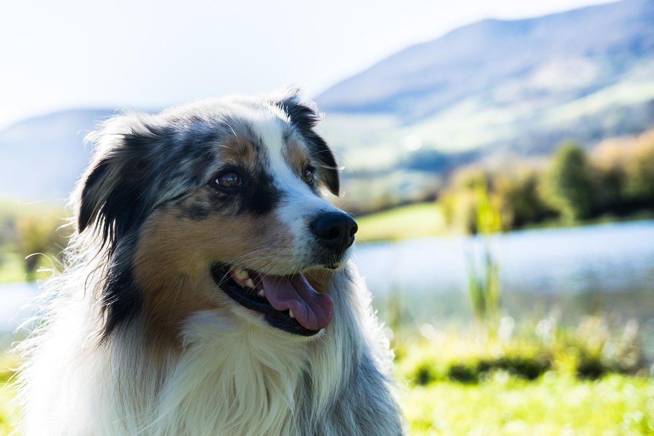 Australian Shepherd: The Energetic Buzzer (image credits: pixabay)