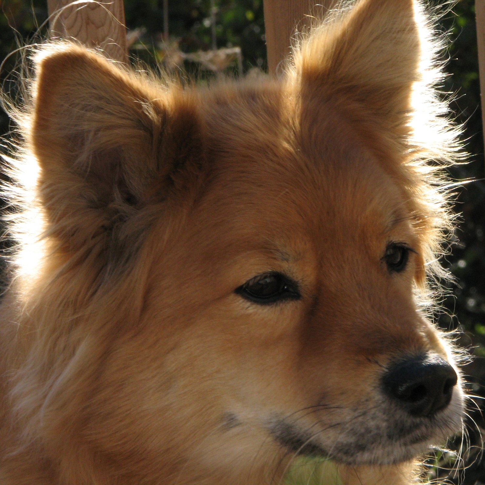 Finnish Spitz: The Barking Bird Dog (image credits: wikimedia)
