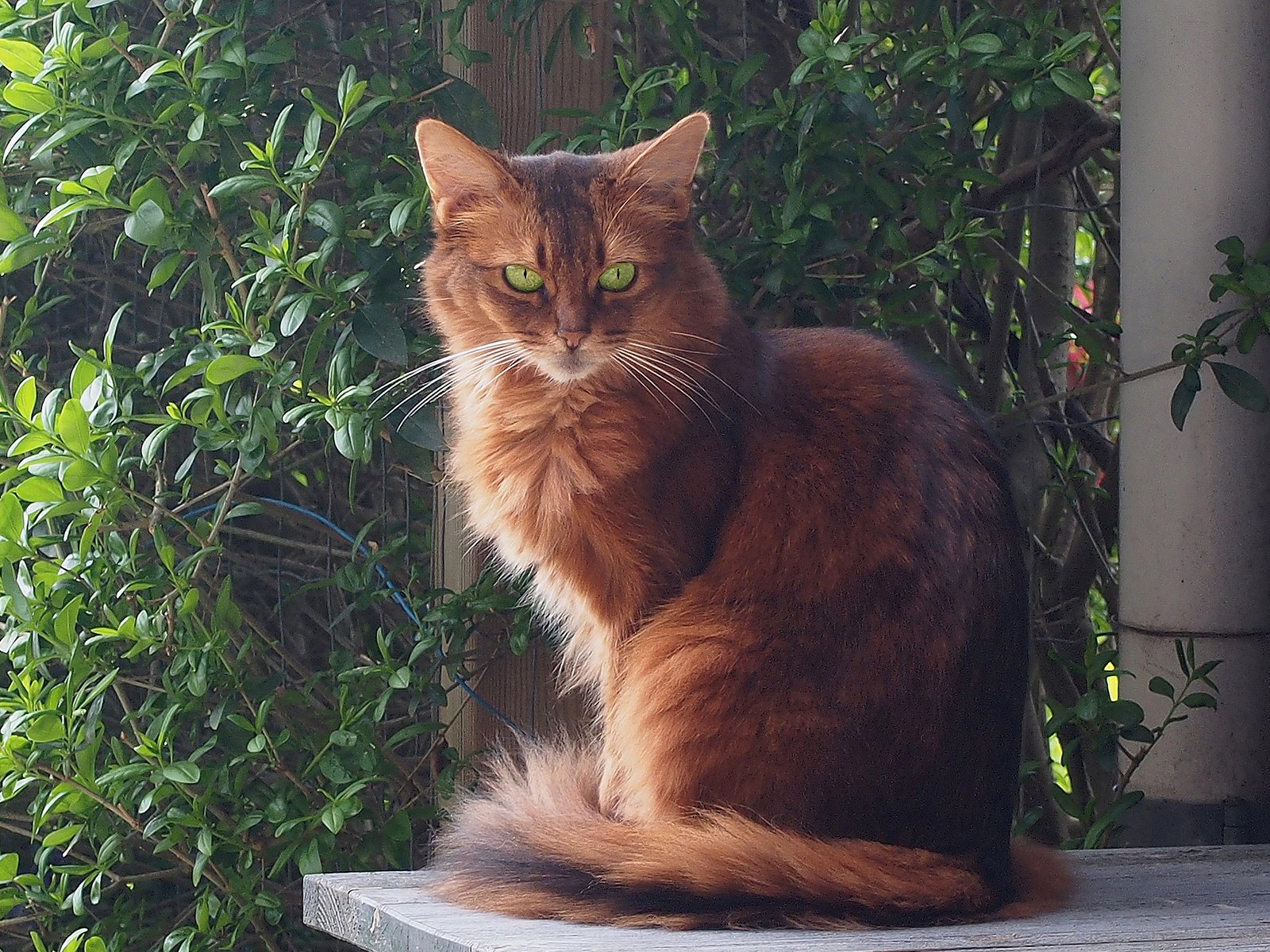 Somali: The Bushy-Tailed Comedian (image credits: wikimedia)