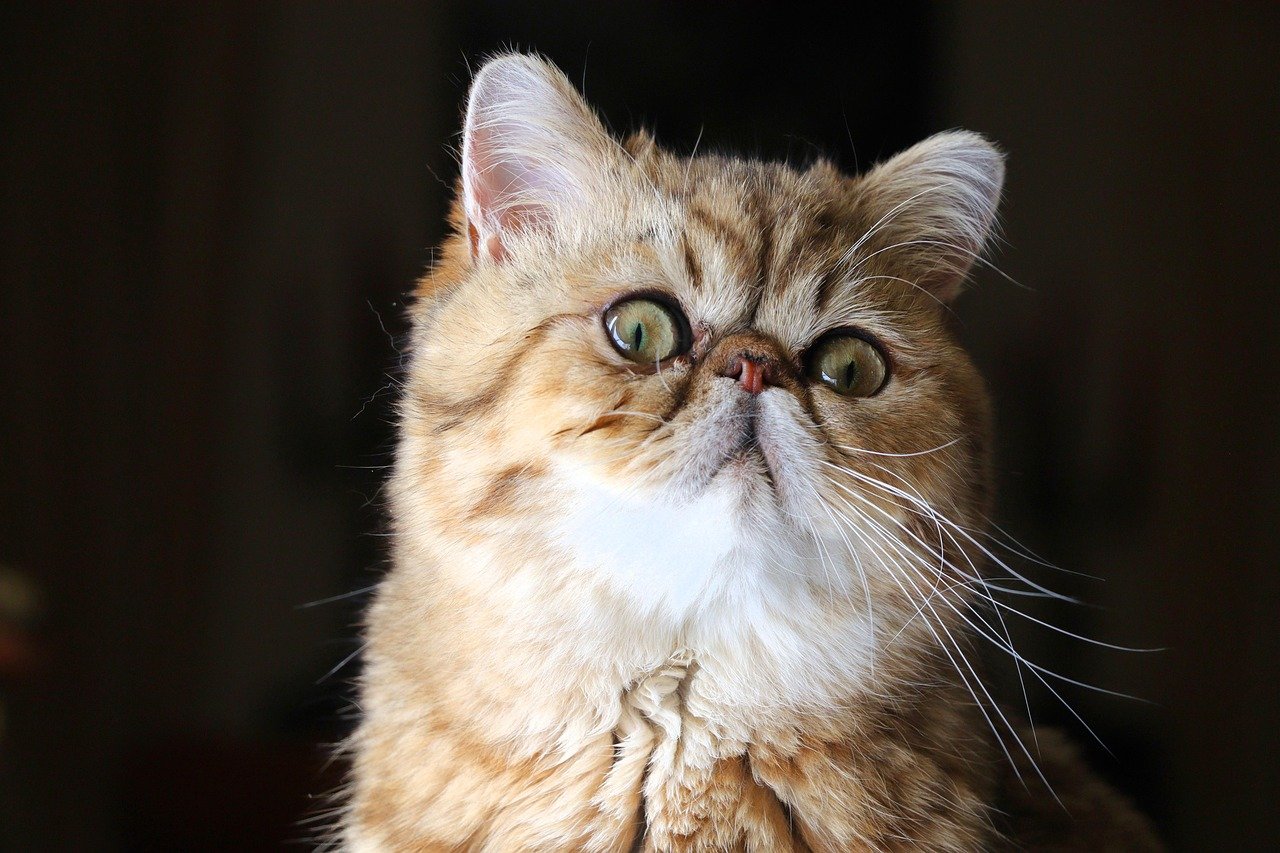 Exotic Shorthair: The Endearing Goofball (image credits: pixabay)