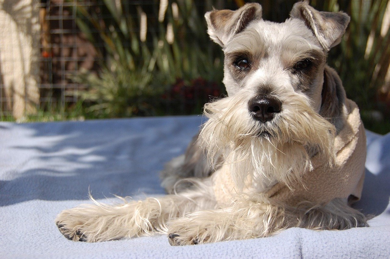 Standard Schnauzer (image credits: pixabay)