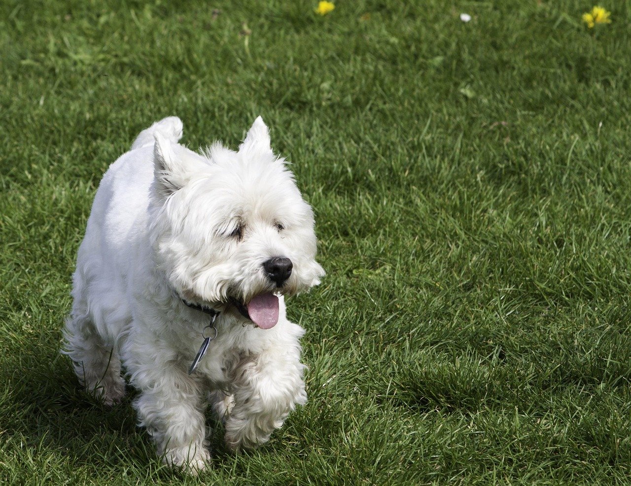 West Highland White Terrier (Westie) (image credits: pixabay)