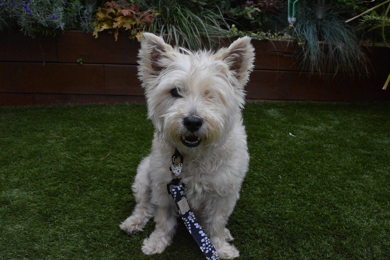 Cairn Terrier (image credits: pixabay)
