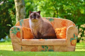 6 Signs Your Cat is Spoiled Rotten—and 6 Signs They’re Perfectly Happy